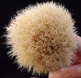 Plastic Boar Shave Brush by Zenith 24x57mm. Three colors B10