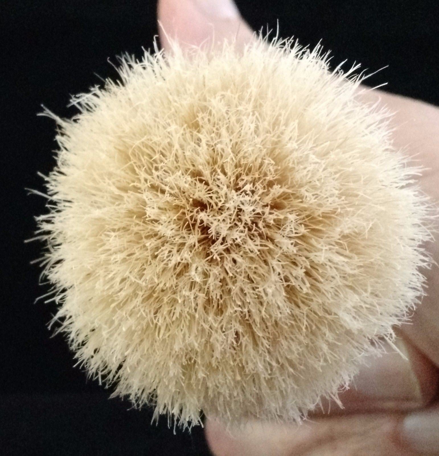 Plastic Tortoise Handle Boar Shave Brush by Zenith. 21x57mm Knot